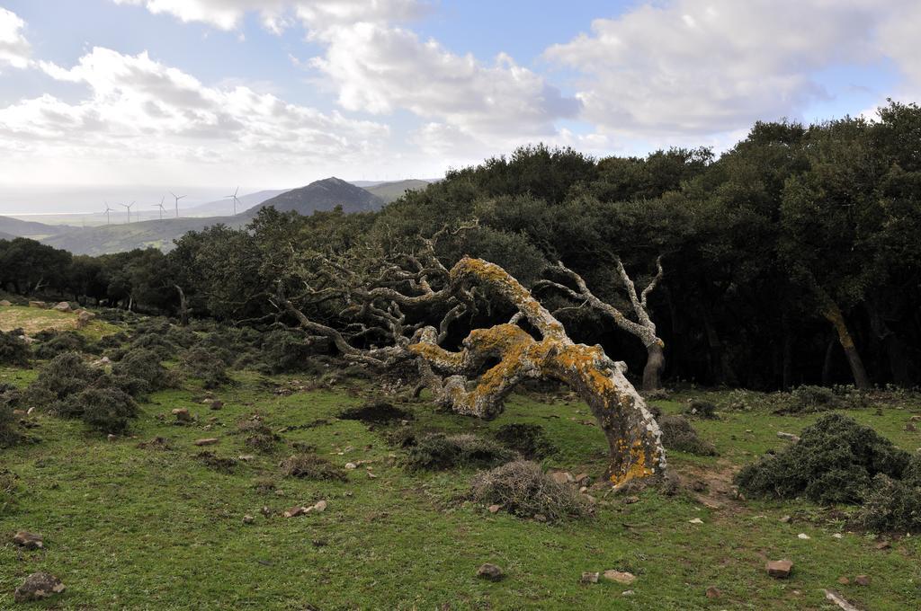 ホテル オスタル タリファ エクステリア 写真