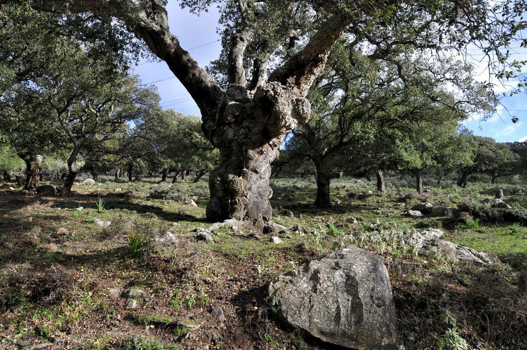 ホテル オスタル タリファ エクステリア 写真